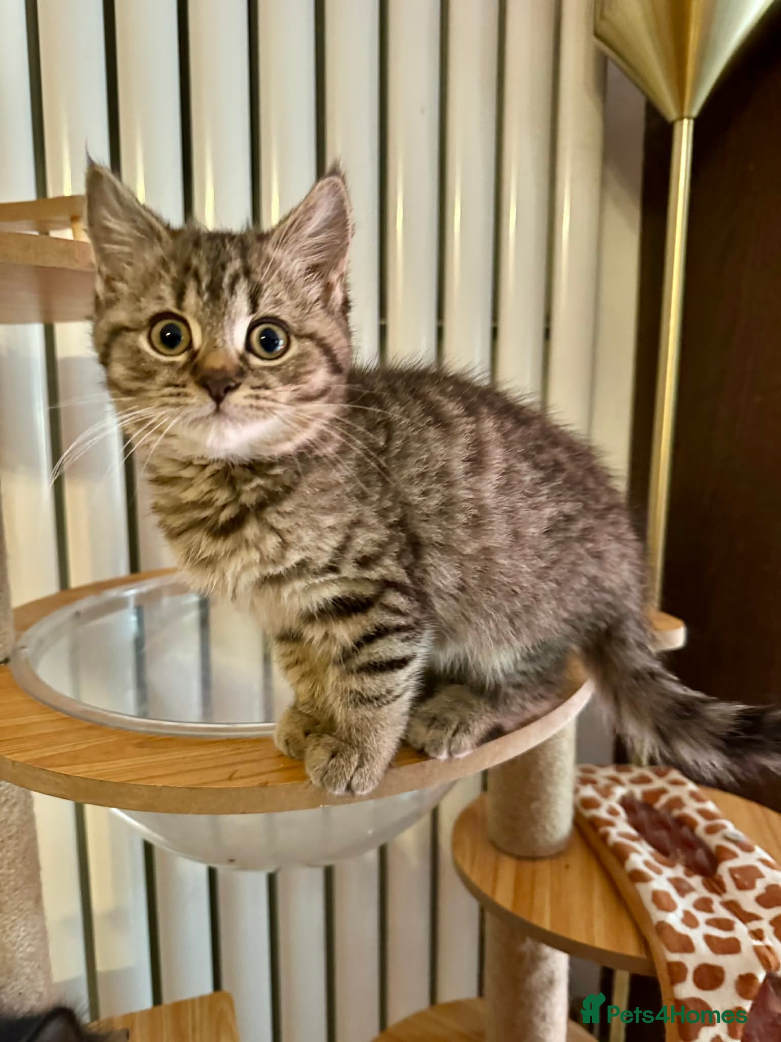 British Shorthair cats Glorious Pure BSH Kittens Ready Now! - Advert 6