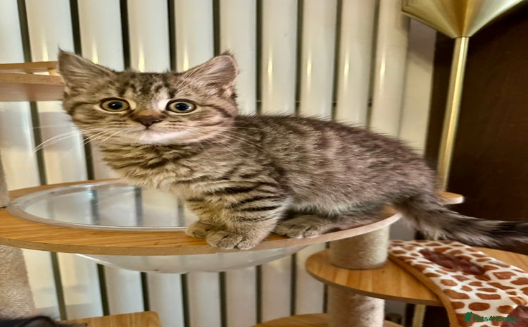 British Shorthair cats Glorious Pure BSH Kittens Ready Now! - Advert 13