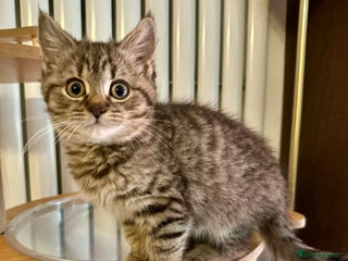 British Shorthair cats Glorious Pure BSH Kittens Ready Now! - Advert 4