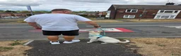 German Shepherd dogs for sale: 20 wk Female White german shepherd bitch in Newport - Advert 3