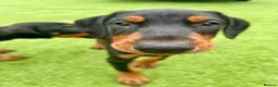 Dobermann dogs for sale: European Doberman puppies 3 available!! - Advert 13