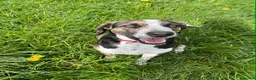 Mixed Breed dogs for adoption: WILSON - 2 Years old, Male, Hound Mix - Advert 1