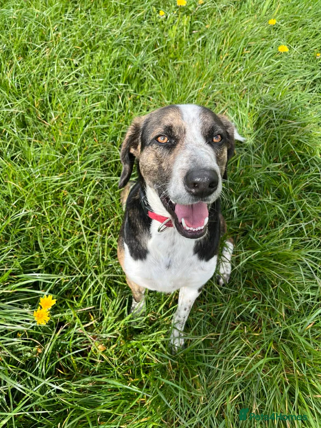 Mixed Breed dogs for adoption: WILSON - 2 Years old, Male, Hound Mix - Advert 1