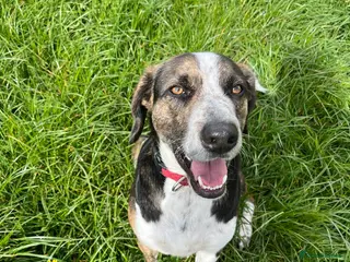 Mixed Breed dogs WILSON - 2 Years old, Male, Hound Mix - Advert 9
