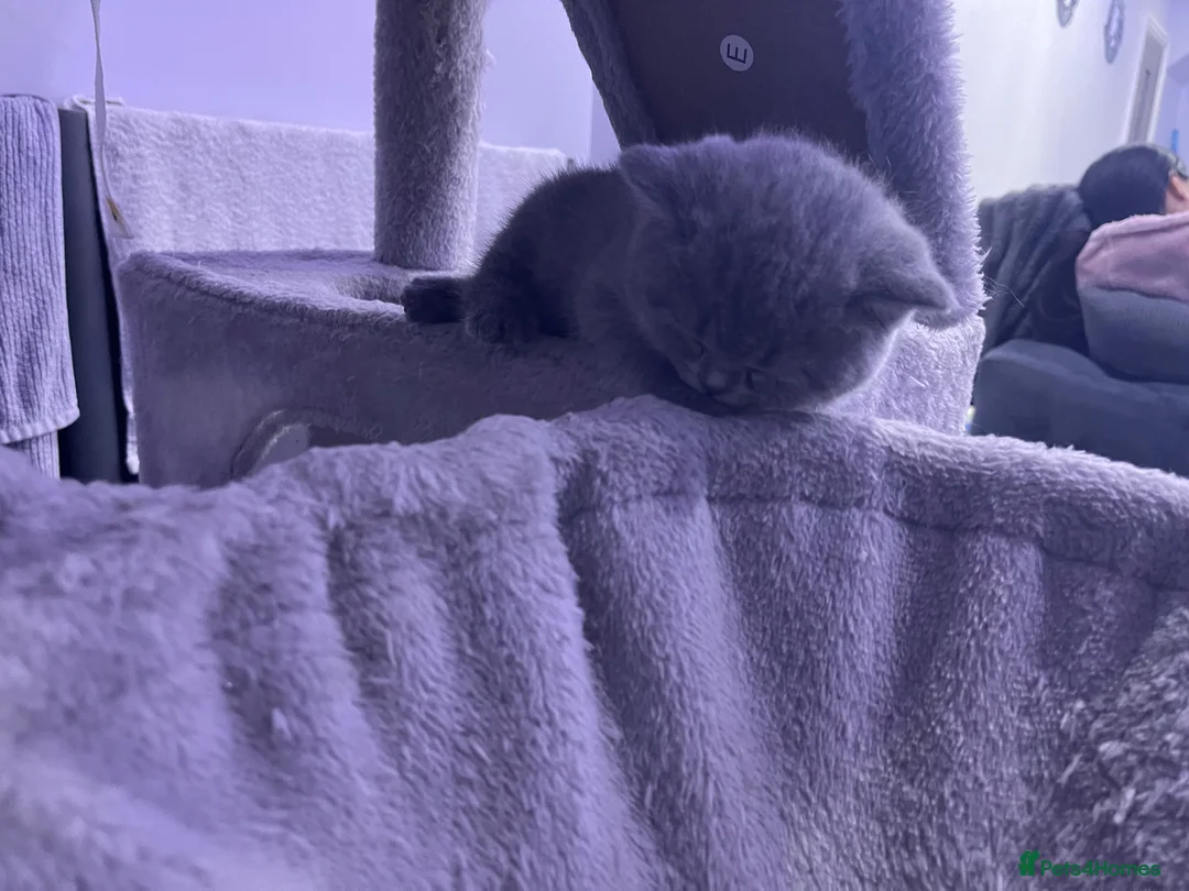 British Shorthair cats for sale: British short hair - Advert 10