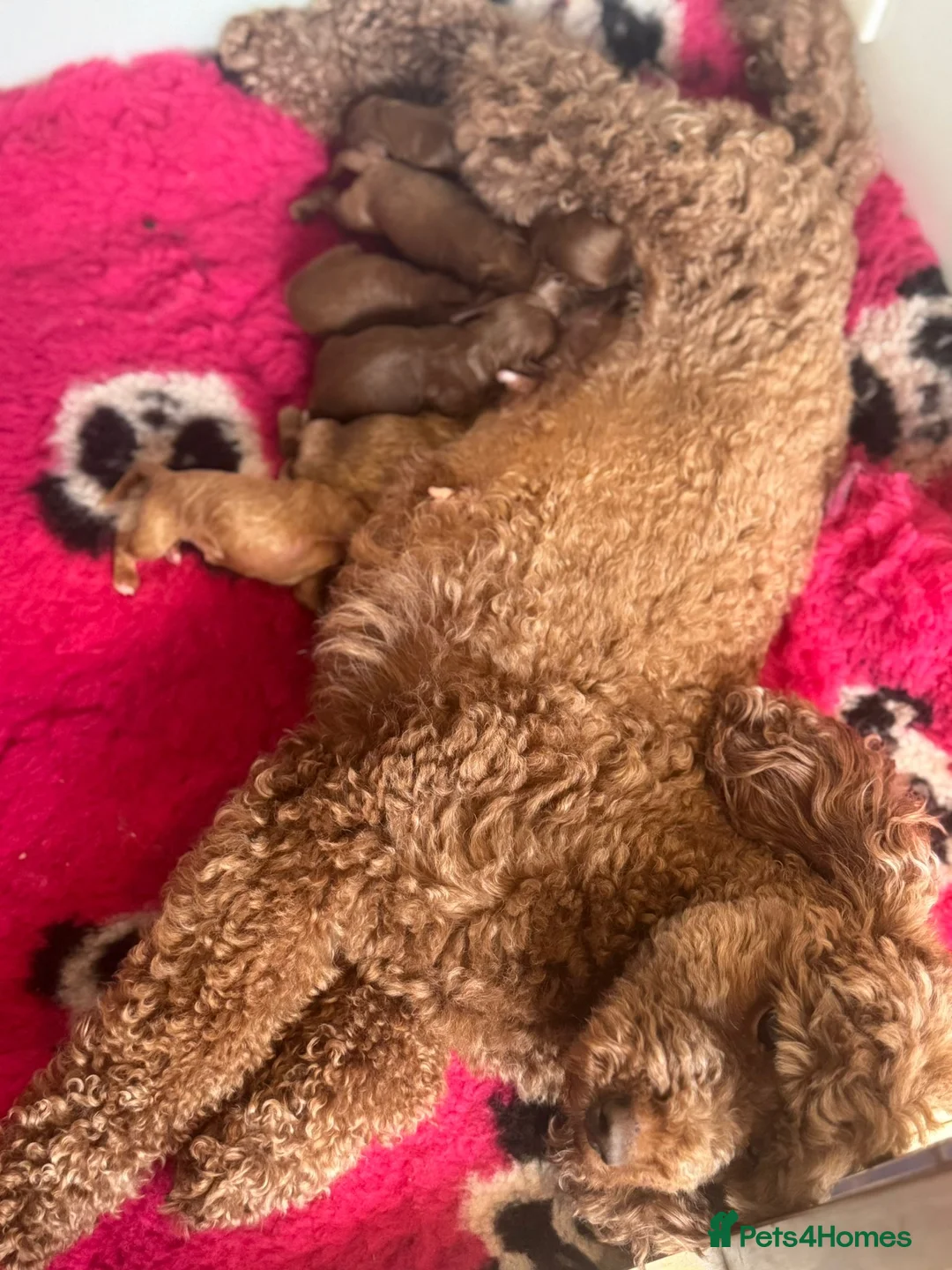 Cavapoo dogs for sale: beautiful Cavapoo’s  - Advert 1