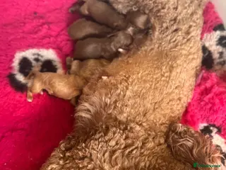 Cavapoo dogs beautiful Cavapoo’s - Advert 1