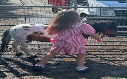 Shetland pony horses for sale: Shetland pony  in Stockport - Image 19