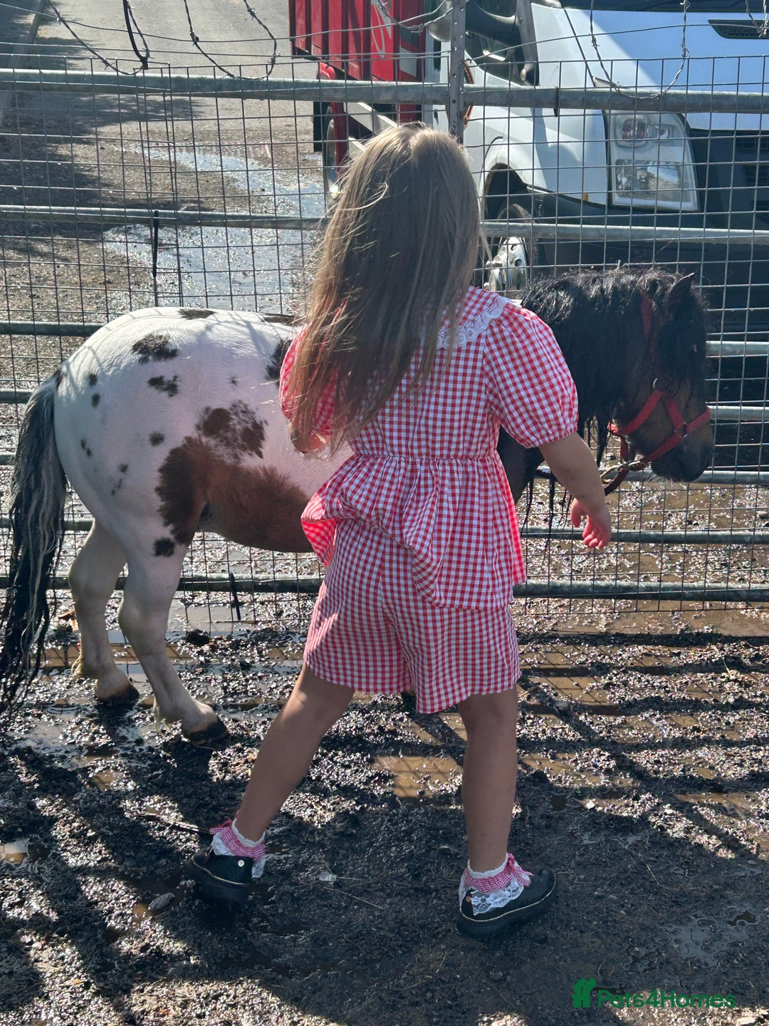 Shetland pony horses for sale: Shetland pony  in Stockport - Image 19