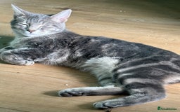 Russian Blue cats for sale: Gentle Russian Blue Mix – The Sweetest Boy Ever - Image 2