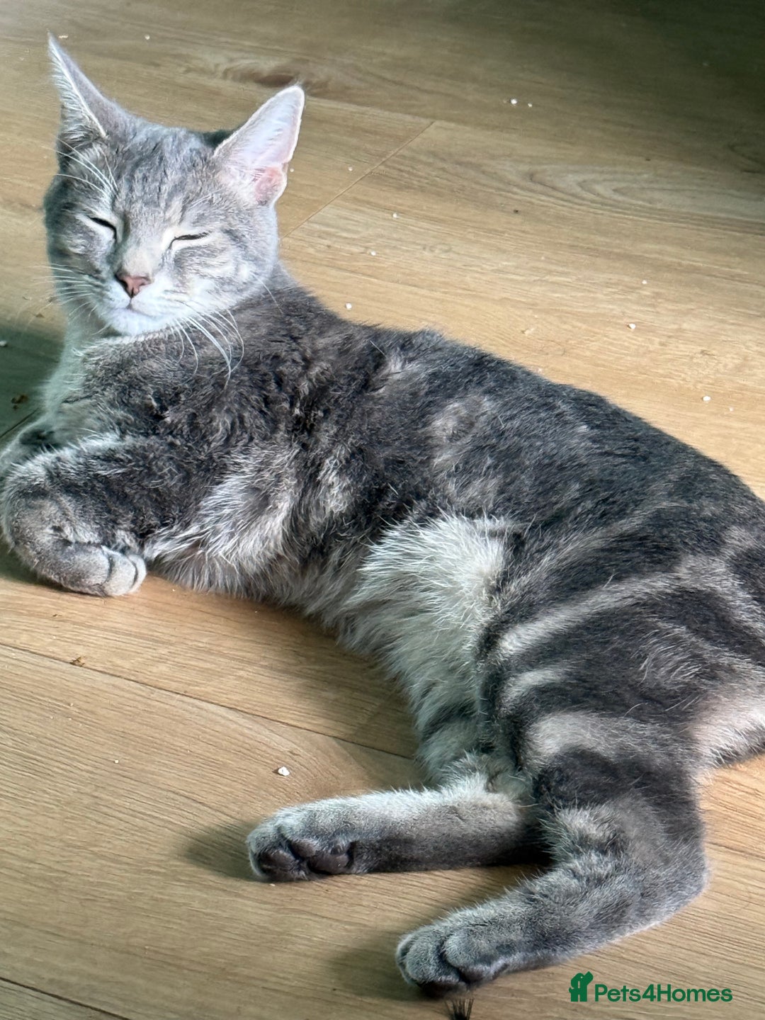 Russian Blue cats for sale: Gentle Russian Blue Mix – The Sweetest Boy Ever - Image 2