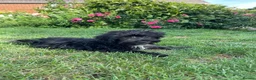 Mixed Breed dogs for sale: 2 sweet little boys - Advert 2