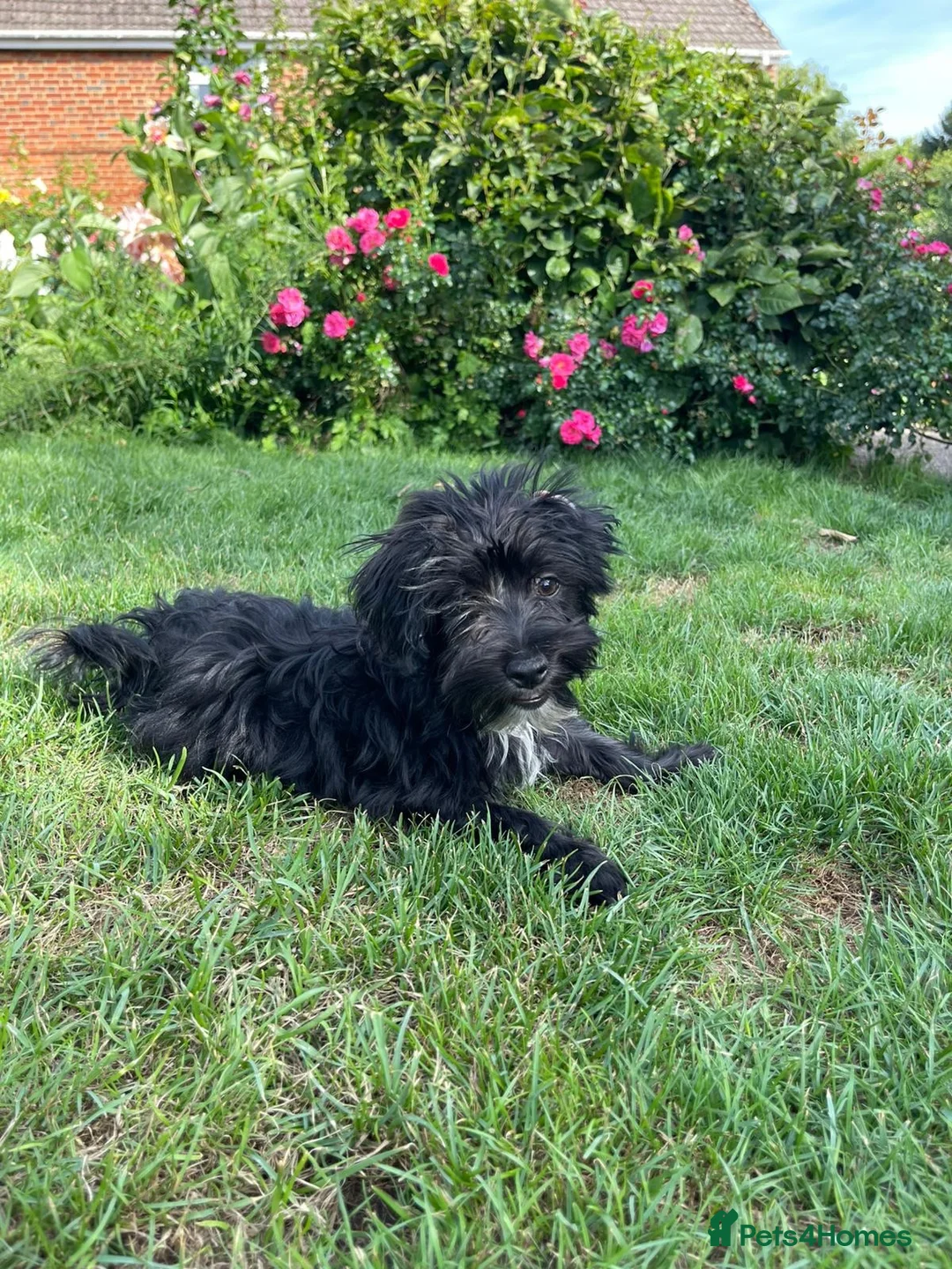 Mixed Breed dogs for sale: 2 sweet little boys - Advert 2