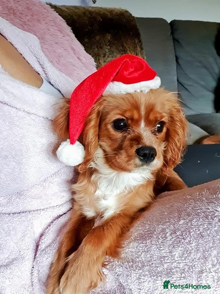 Cavalier King Charles Spaniel dogs Cavalier king charles  - Advert 1