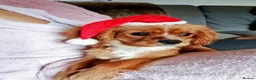 Cavalier King Charles Spaniel dogs for sale: Cavalier king charles  - Advert 1