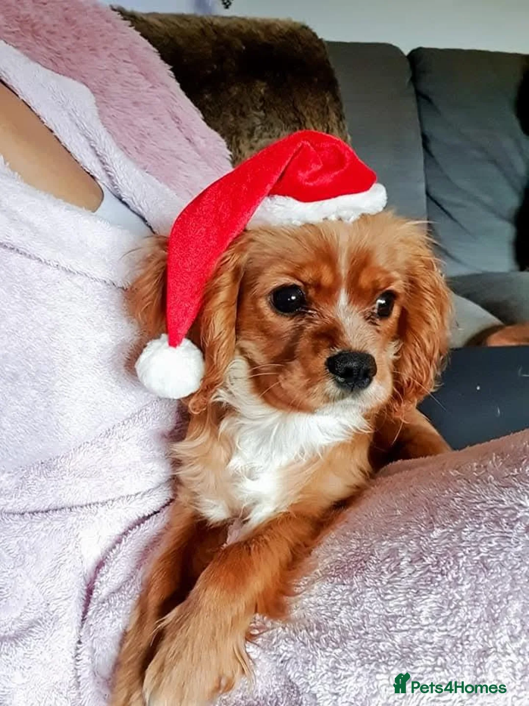 Cavalier King Charles Spaniel dogs for sale: Cavalier king charles  - Advert 1