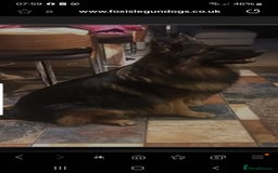 German Shepherd dogs for sale: Long haired straight backed German Shepherd pups. - Image 3