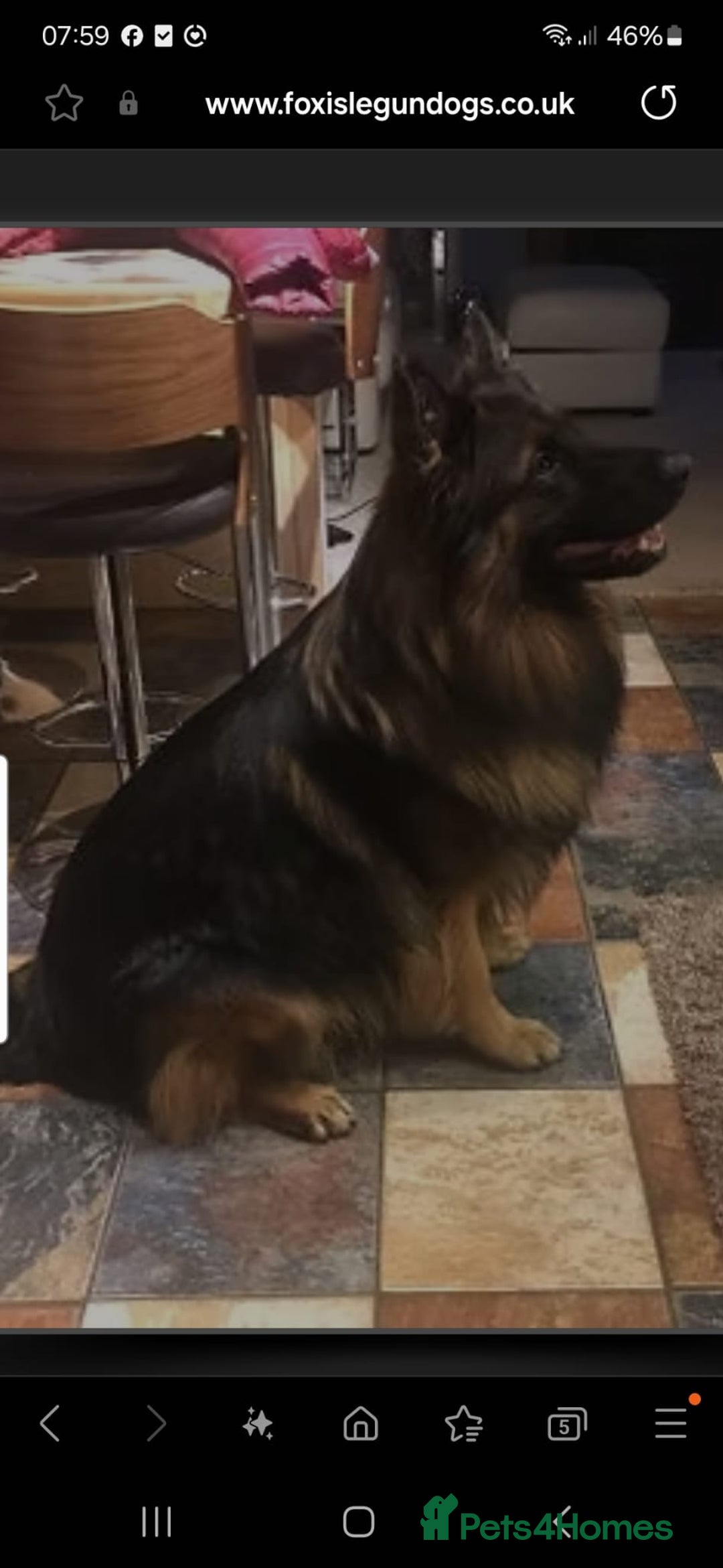 German Shepherd dogs for sale: Long haired straight backed German Shepherd pups. - Image 3