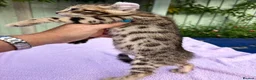 Keetso cats for sale: Stunning wild looking polydactyl curl ear keetsos  - Advert 20