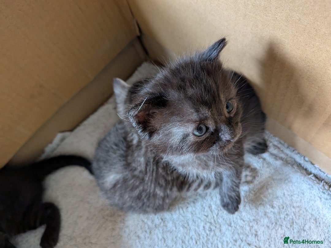 Domestic Shorthair cats for sale: Tabby and black kittens  - Image 4