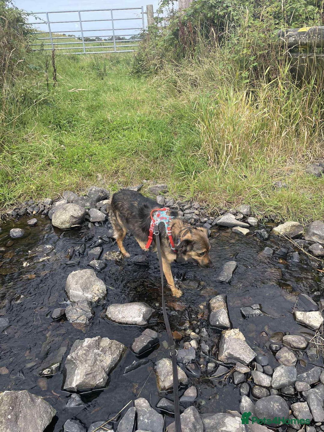 Mixed Breed dogs for adoption: Filip - 2yr old medium sized mixed breed - Image 4