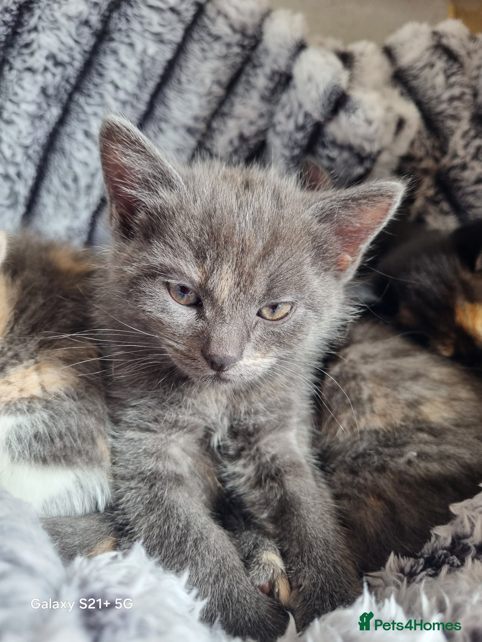 British Longhair cats for sale: Kittens  - Advert 2