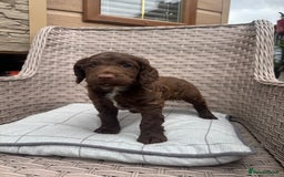 Cocker Spaniel dogs for sale: Beautiful cocker spaniel puppies  - Image 10