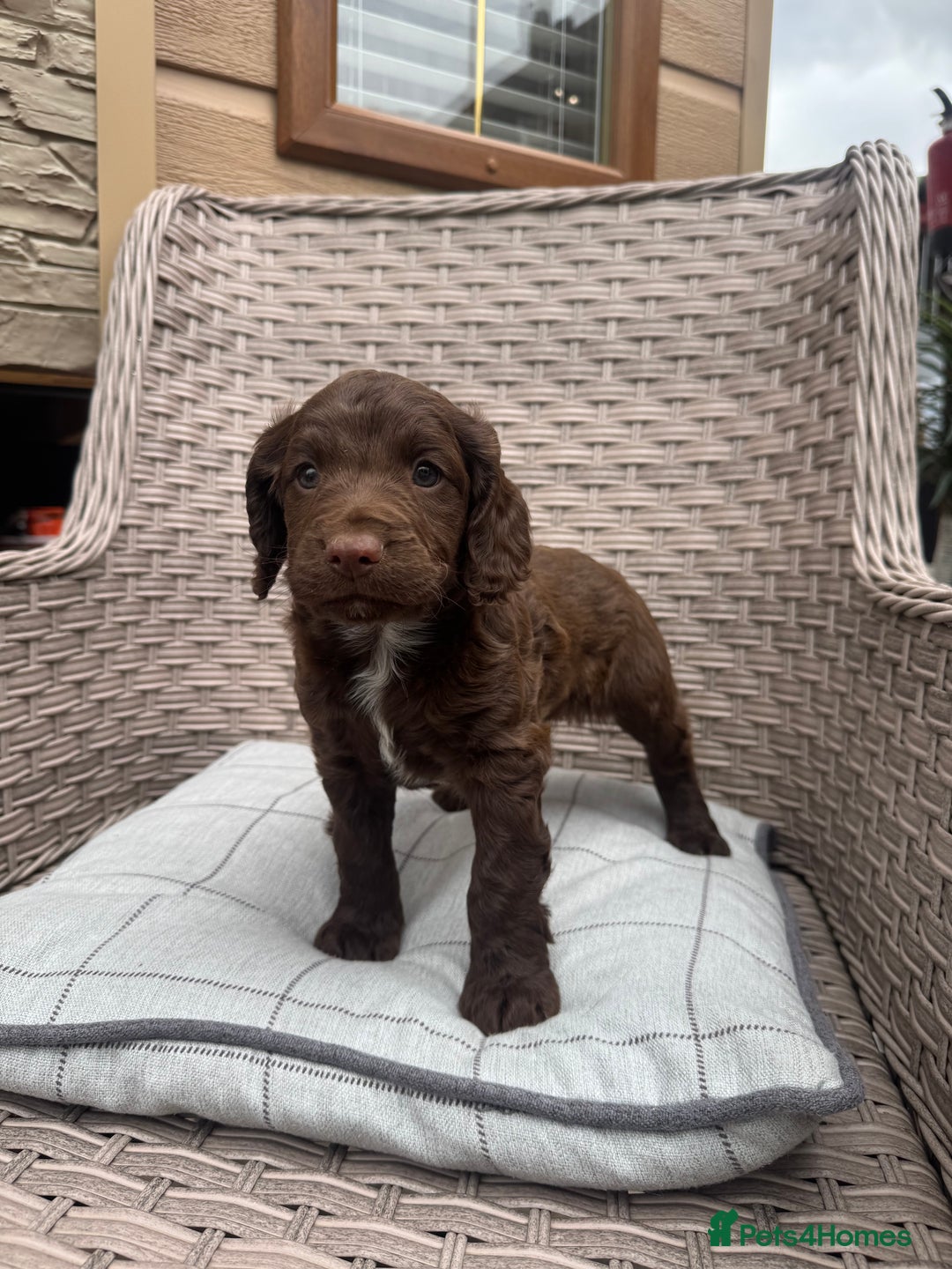 Cocker Spaniel dogs for sale: Beautiful cocker spaniel puppies  - Image 10