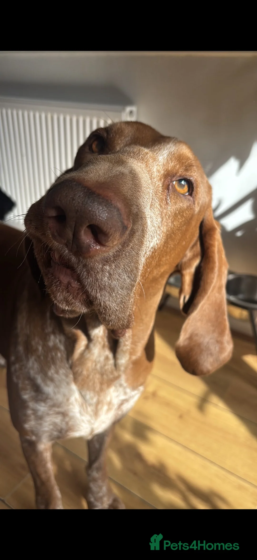 Bracco Italiano dogs for sale: STUNNING BOYS LOOKING FOR NEW HOMES  - Advert 11