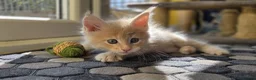 Maine Coon cats for sale: Beautiful, well handled Maincoon kittens  - Advert 21