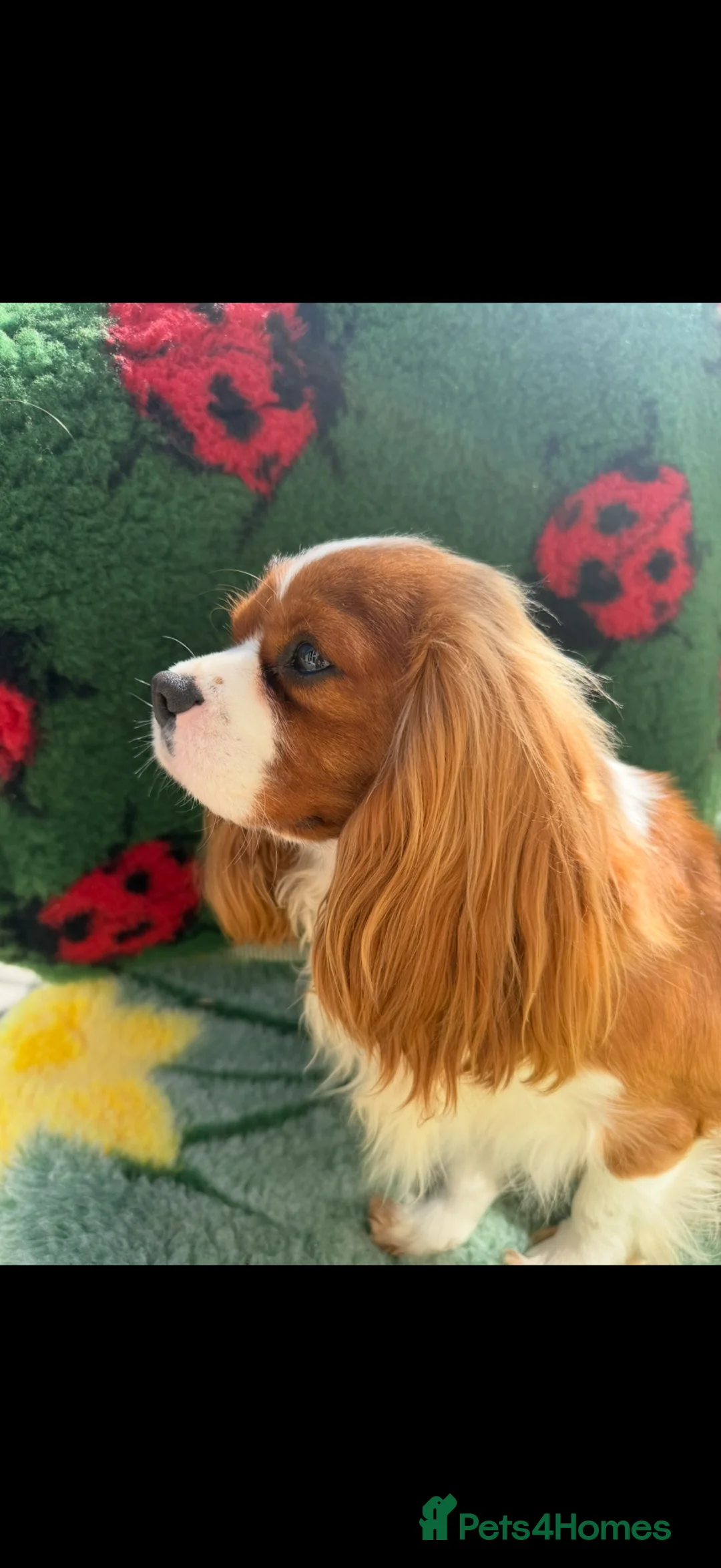 Cavalier King Charles Spaniel dogs for sale: Extensively Health Tested Cavilier King Charles  - Advert 2