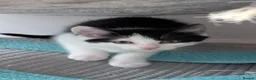 British Longhair cats for sale: Kittens in Haltwhistle - Advert 2