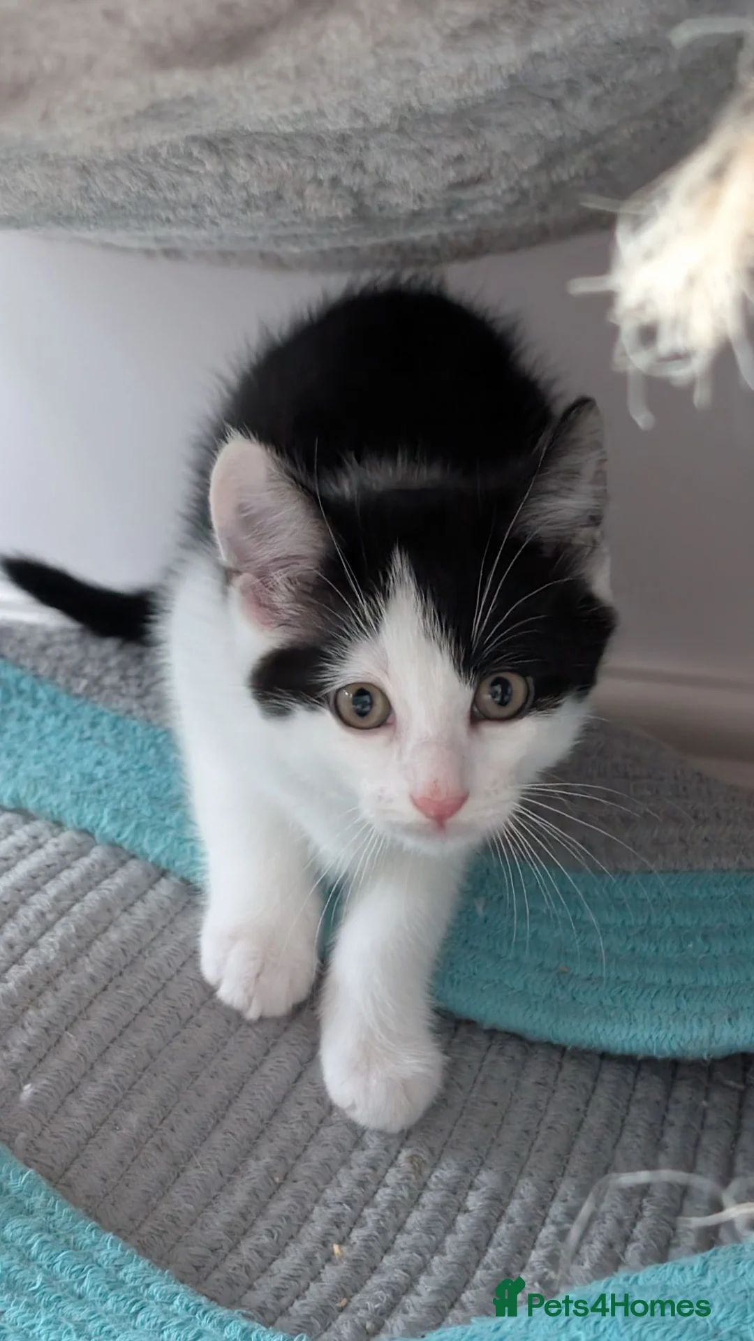 British Longhair cats for sale: Kittens in Haltwhistle - Advert 2