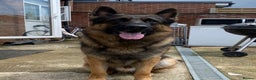 German Shepherd dogs for stud: German Shepherd in Wembley - Advert 8