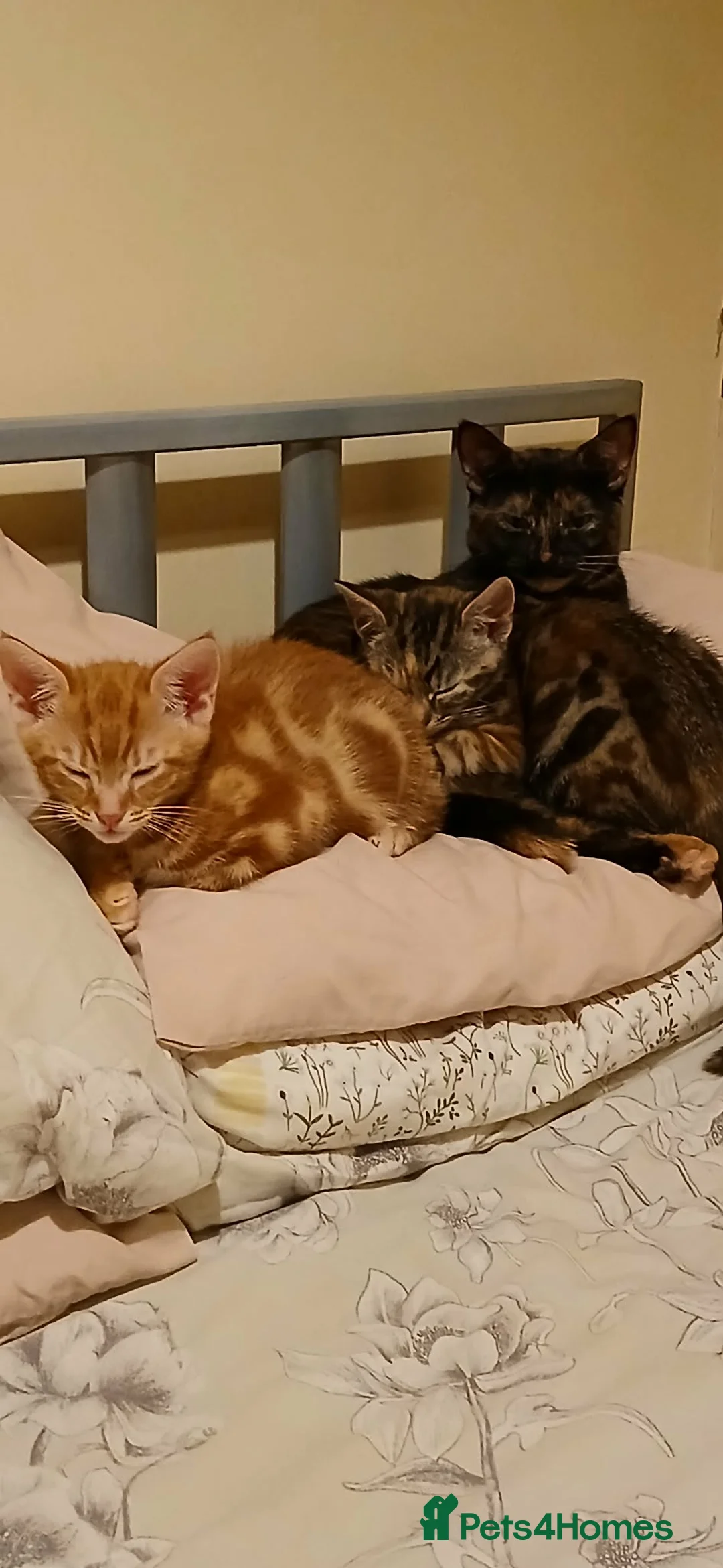 British Shorthair cats for sale: Kittens looking for a forever home - Advert 6