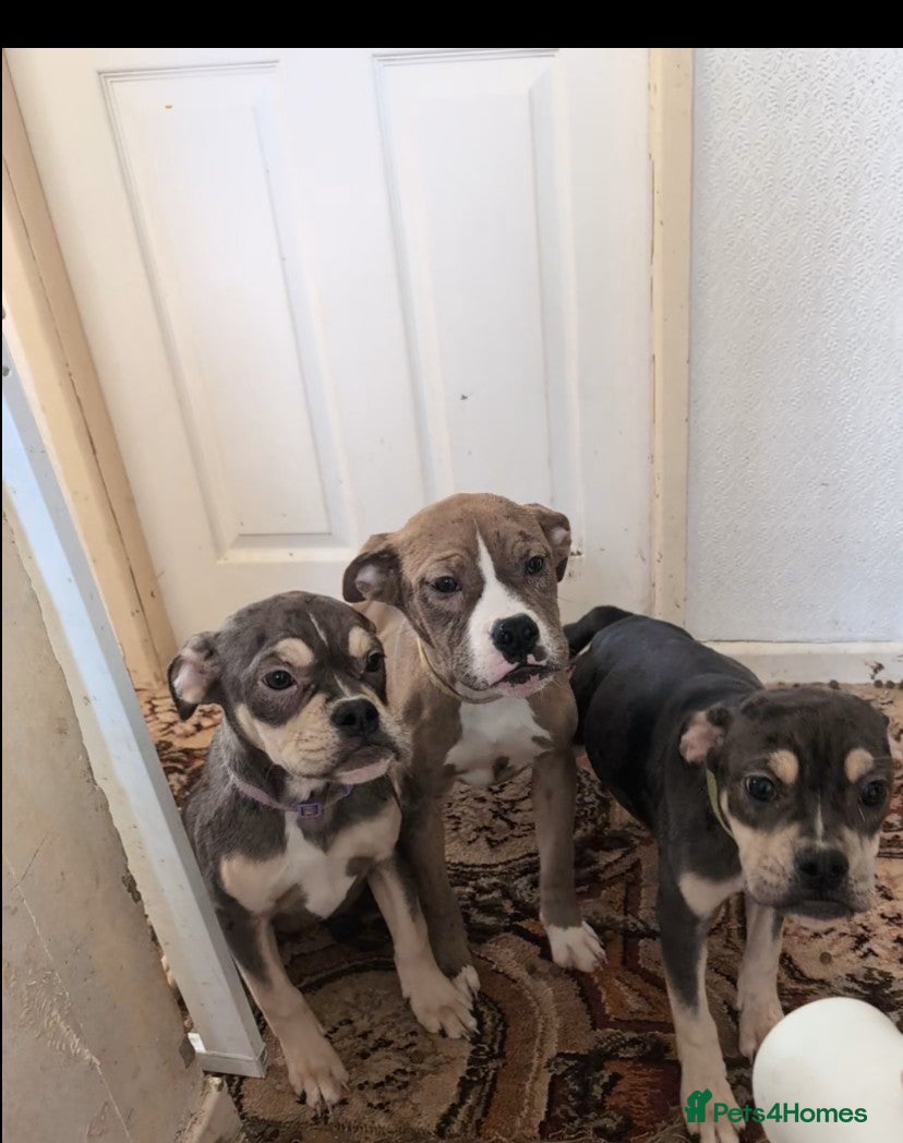 Olde English Bulldogge dogs Last Two Females  - Advert 5