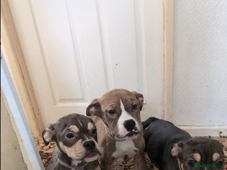 Olde English Bulldogge dogs Last Two Females OPEN TO REASONABLE OFFERS. - Advert 12