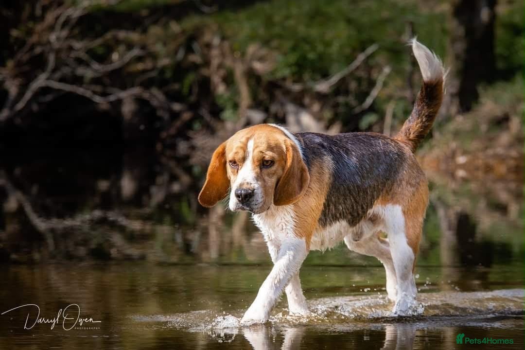 Beagle dogs Proven Beagle stud Dog, Ozzy - Advert 1
