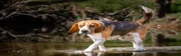 Beagle dogs for stud: Proven Beagle stud Dog, Ozzy in Newtown - Advert 1