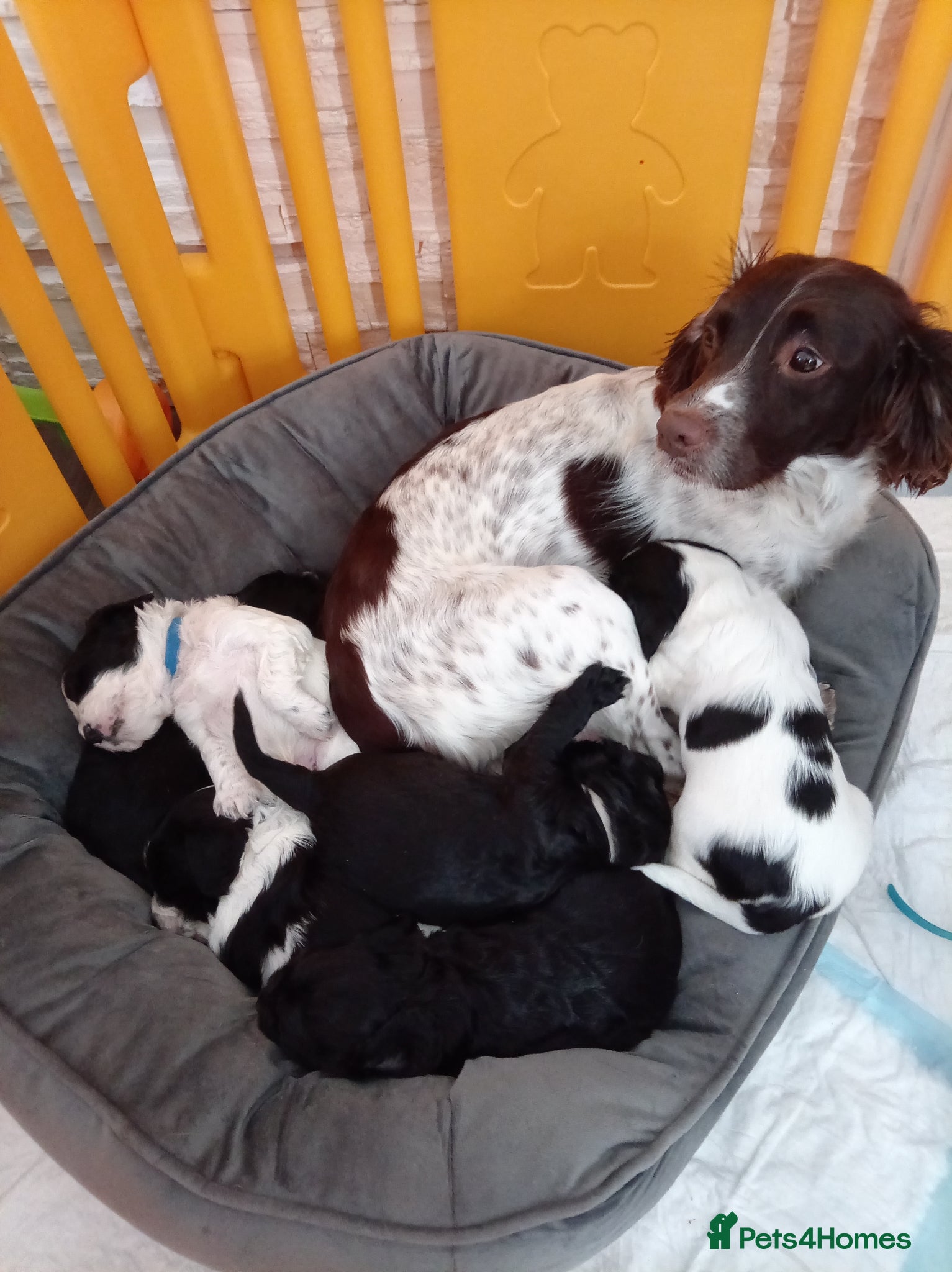 English Springer Spaniel dogs for sale: Springiel spaniel  - Advert 2