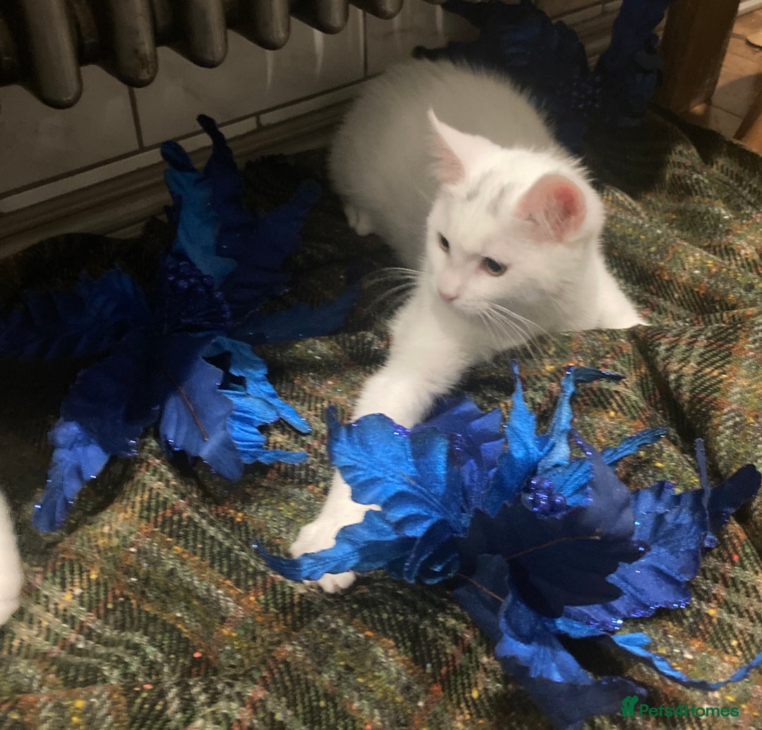 Turkish Van cats for sale: Gorgeous Turkish Van Kittens - Advert 16