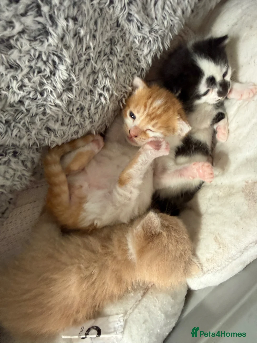 Domestic Shorthair cats for sale: 2/3 male kittens, Calico Mother. in Bedworth - Advert 2