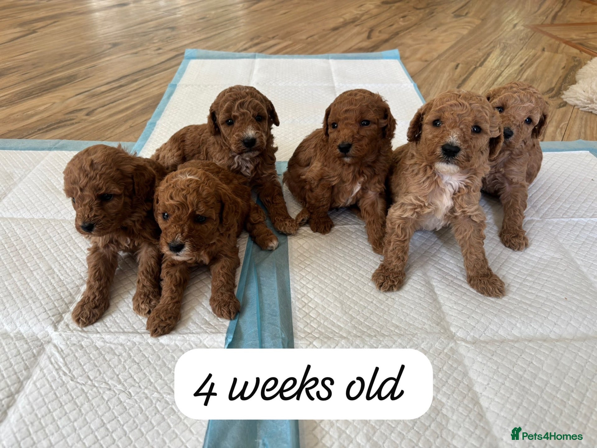 Cockapoo dogs Beautiful litter of Cockapoos for sale  - Advert 1