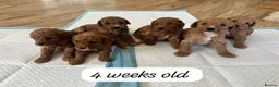 Cockapoo dogs for sale: Beautiful litter of Cockapoos for sale  in Maidstone - Advert 1