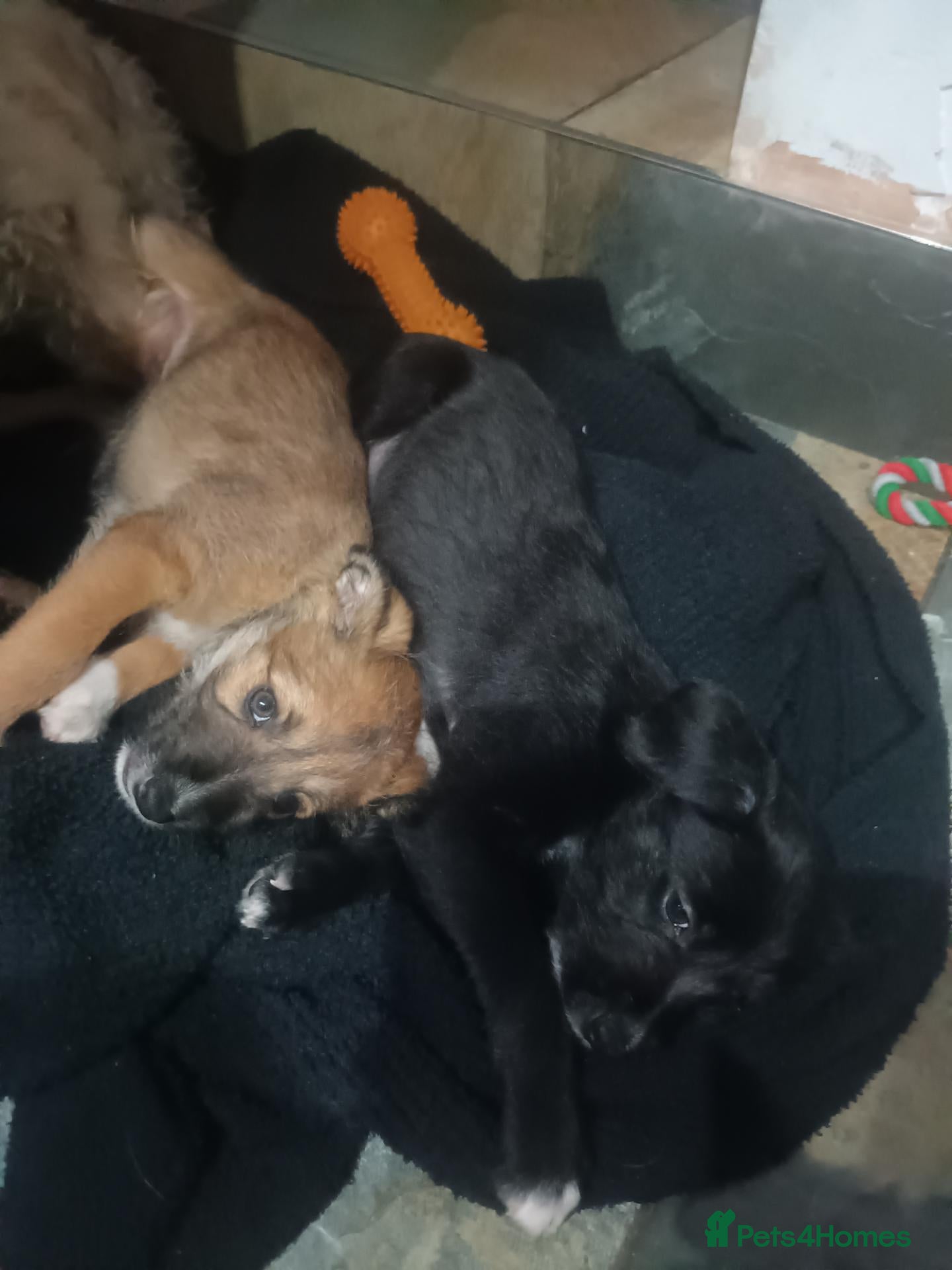 Mixed Breed dogs for sale: Beddywhippet  - Advert 4
