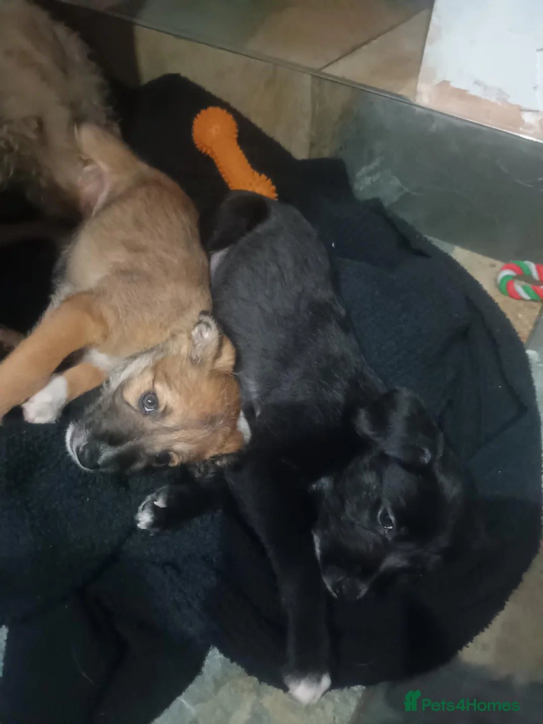 Mixed Breed dogs for sale: Beddywhippet  - Advert 1