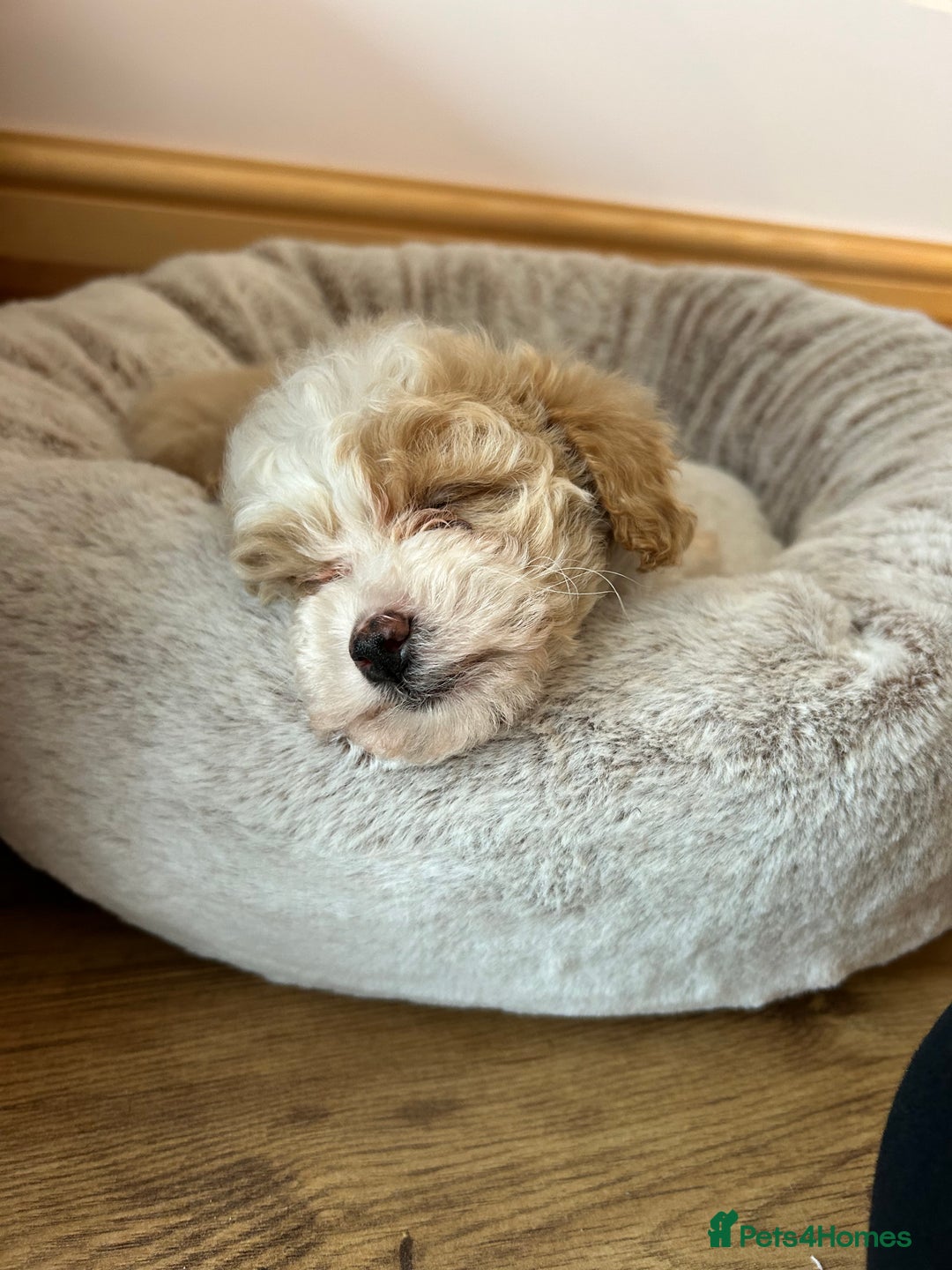 Maltipoo dogs for sale: Maltipoo puppy girl - Advert 8