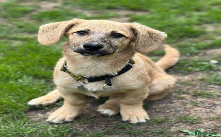 Mixed Breed dogs - Advert 11