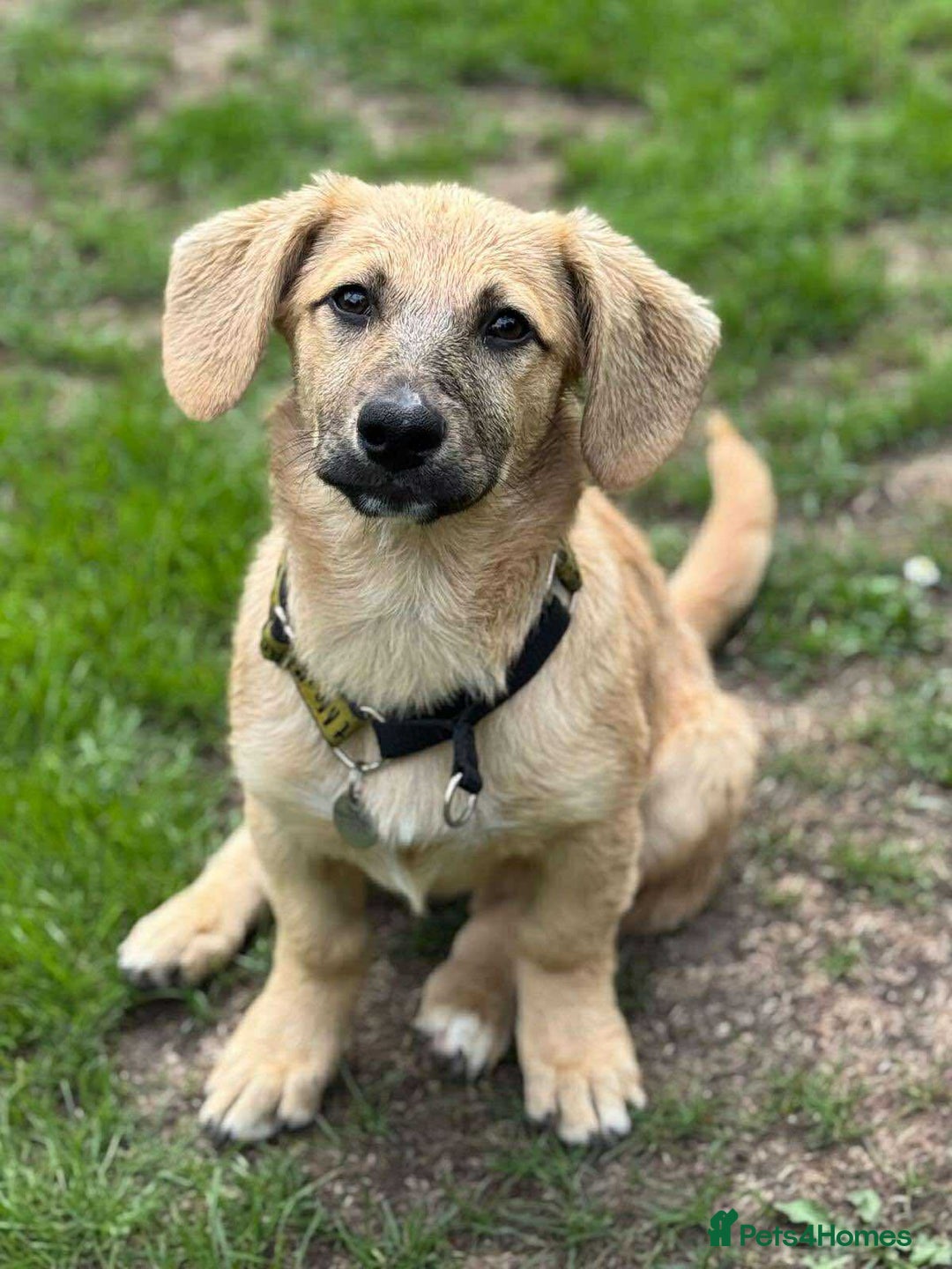 Mixed Breed dogs for adoption: MABEL- 4 months/playful/ loves dogs and kids  - Image 1