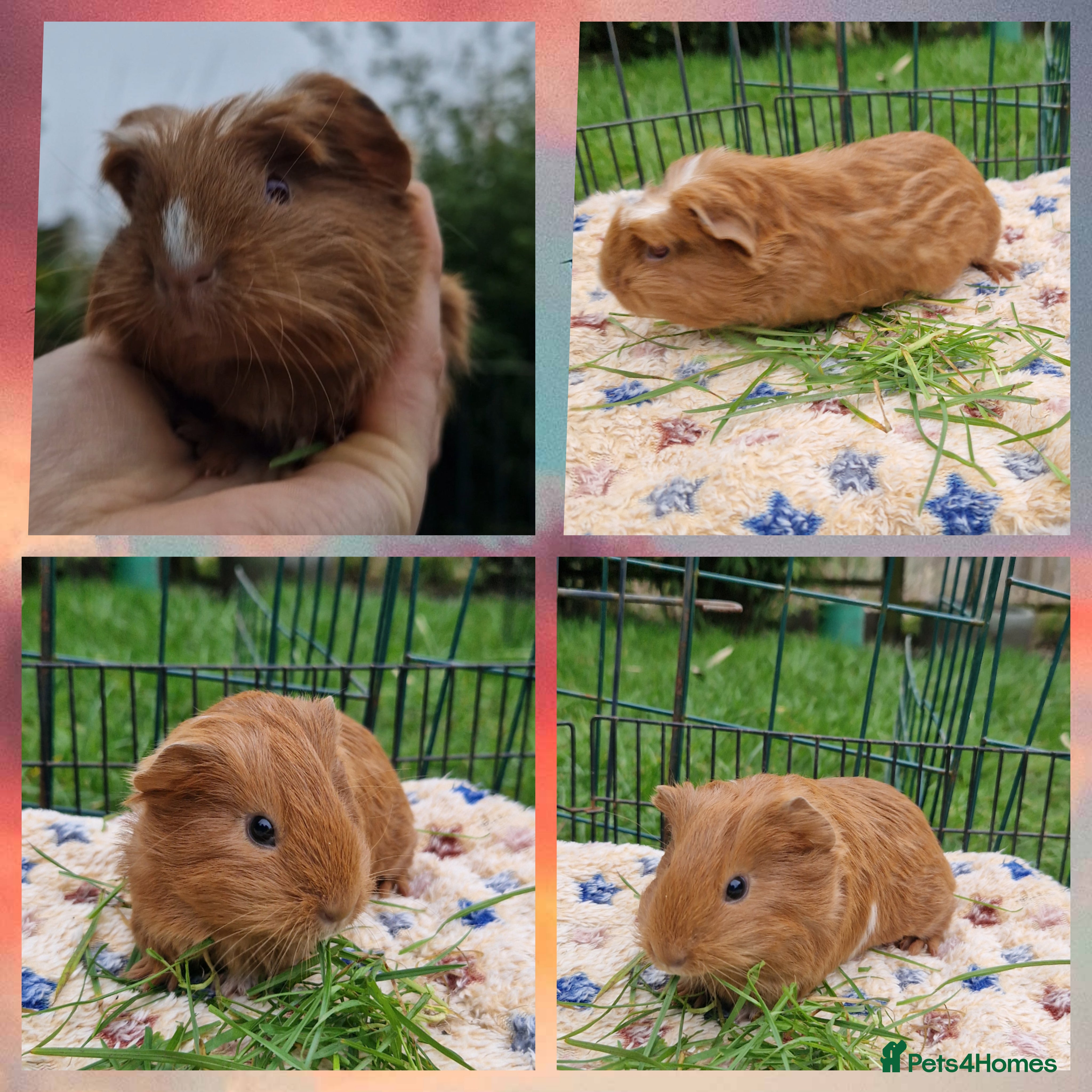 Guinea Pig rodents Their both ready by 24th march 26 - Advert 16